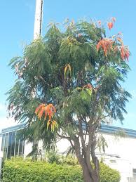 Image result for Colvillea