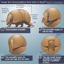 How Do Armadillos Roll Into A Ball Armadillo Mammals Bionic Design