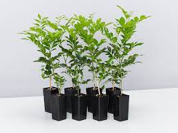 Arthur lathouris 40 jamieson street wentworth falls, nsw phone: Murraya Paniculata Mock Orange Hedge Plants For Sale Buy Online