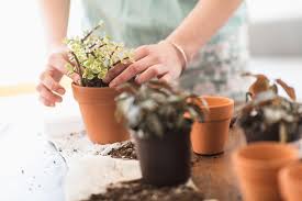 We did not find results for: How Often Should You Change The Soil In Your Houseplants Martha Stewart