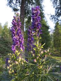 Specie selvatica piuttosto frequente al margine delle formazioni boscate,. Aconitum Napellus Wikipedia