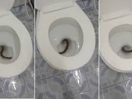 Horsehair worms are long, black worms roughly the thickness of a horse hair. Is This Your Toilet Nightmare Creepy Clip Of Giant Millipede In U Bend Will Make Your Skin Crawl Irish Mirror Online