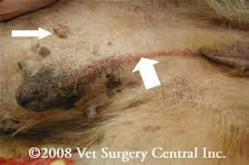 Your vet should be able to determine what the cause of the pain is. Animal Surgical Center Of Michigan Veterinarian In Flint Mi