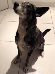 Pin En Australian Koolie Dog