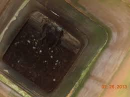 Go outside at dusk and watch the flight direction. What S That Noise In My Fireplace Animal Removal Solutions