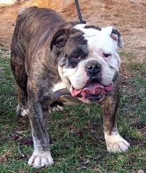 Olde Victorian Bulldogge Mb S Brahma The Bull Owned By Carlos Woods Bulldog American Bulldog Olde English Bulldogge