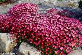 Saxifraga Peter Pan Hardy Alpine Rockery Perennial Garden Plant In 9cm Pot Ground Cover Plants Ground Cover Plants