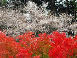 Cherry tree grows in usda zones 4 to 9. Enjoy Cherry Blossoms In Autumn In Japan 2020 Japan Web Magazine