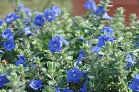 Check out our morning glory blue picotee selection for the very best in unique or custom, handmade pieces from our shops. Evolvulus Hybrid Blue My Mind Dwarf Morning Glory From Kansas Roots
