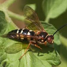 There are a total of  103  bees, ants, wasps, & similar in the insectidentification.org database. Profile Bees Wasps Cicada Killer Wasps