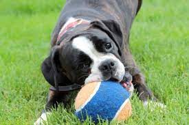 Are Boxers Good Family Dogs Canna Pet
