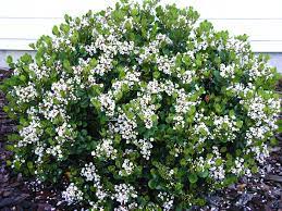 Georgia Petite Indian Hawthorn Plants Garden Shrubs Front Yard Landscaping
