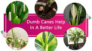 How Dumb Canes Can Help You Live A Better Life Home Gardeners