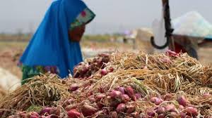 Harga bawang merah di pasar raya kini mula kembali ke harga normal. Panen Berkurang Harga Bawang Merah Mulai Merangkak Naik