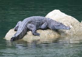 More images for how long to crocodiles live » Crocodiles Today Look The Same As They Did 200 Million Years Ago Our Study Explains Why