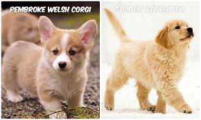 Cuter Puppy Pembroke Welsch Corgi Or Golden Retriever Steemit