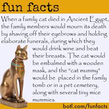 Incidentally, the word for cat is 'mjw' in ancient egyptian. Botl On Twitter Ancient Egyptians Shaved Their Eyebrows To Mourn The Death Of Their Cat Trivia Mummy Http T Co Fowwgegusu Http T Co Ddrzvfn3jm
