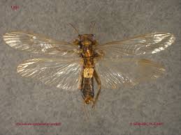 Image result for Perlidae