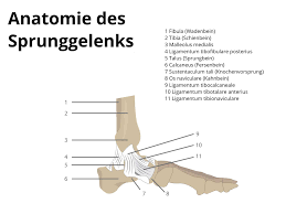 Symptoms, causes a medial malleolus fracture is a condition characterized by a break in the bony process situated at the. Aussenbandriss Am Sprunggelenk