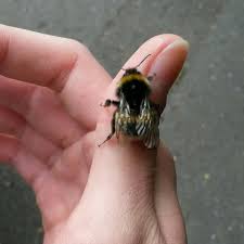 Come Along With Me And The Butterflies And Bees Pin By Katt Carver On Come Along With Me Animals Bee Beautiful Creatures