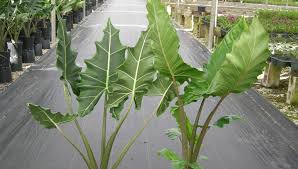 Maybe you would like to learn more about one of these? Lets Talk Elephant Ears Greenhouse Product News