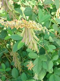 Image result for Crotalaria pallida