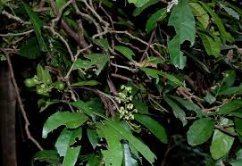 Image result for Rinorea ferruginea