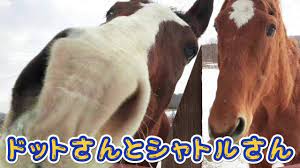シャトル&ドトウ『名馬と癒しの時間』放牧前と放牧地にて - YouTube