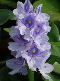 Image result for Pontederia crassipes
