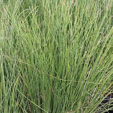 Image result for Juncus punctorius