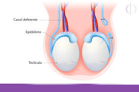 reversao da vasectomia clinica reproduce