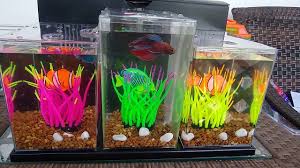This is my review of the top fin bettaflo bf5 betta filter. Top Fin Bettaflo Tranquil Youtube