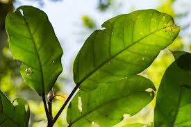 Image result for Ficus bubu