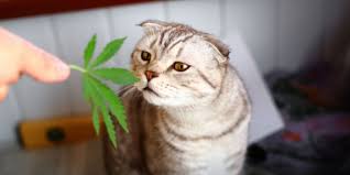 Hemp oil, the kind you'll see at whole foods, is pressed from the seeds; Cannabis And Cats A Feline Guide To Marijuana Cbd And Hemp