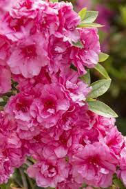 Kimberly S Double Pink Evergreen Azalea Monrovia Kimberly S Double Pink Evergreen Azalea Azaleas Pink Azaleas Flower Beauty