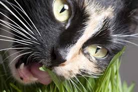 Llll➤ infos zum thema giftige pflanzen für katzen: Welche Giftige Zimmerpflanzen Fur Katzen Sind Gar Nicht Empfehlenswert