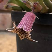Image result for Huernia levyi