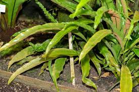 Image result for Asplenium africanum