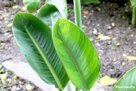 A bird of paradise flower at dusk. Bird Paradise Flower And Plant Care How To Grow Strelitzia Reginae Plantopedia
