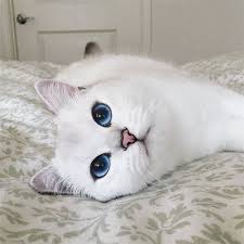 Dunyanin En Guzel Gozlu Kedisi Kedi Cute Kittens Sevimli Kedi Yavrulari
