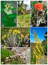 Image result for Eriosema cordatum