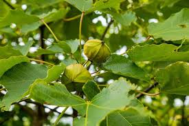 Image result for Vernicia