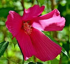 Image result for Hibiscus mutatus