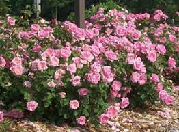 Carefree celebration sure is carefree! Rose Shrub Type Pruning Winter Care And Fertilizing Hawks Landscape Inc