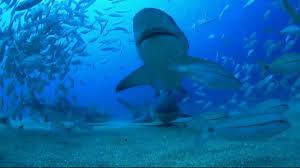 We have shark tattoo ideas, designs, symbolism and we explain the meaning behind the tattoo. Researcher Says Tattoos Certain Nail Polish Yellow Bathing Suits Attract Sharks