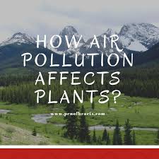 Plants And Air Pollution Penofhearts Com In 2020 Pollution Air Pollution Like Animals