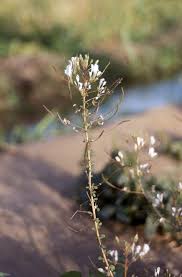 Image result for Cleome gynandra