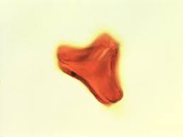 Image result for Phragmanthera capitata