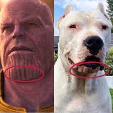 Dogo Argentino cachorros México