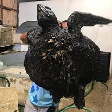 Essa espécie é a maior conhecida e pode atingir. Oleo No Nordeste Projeto Tamar Suspende Soltura De Filhotes De Tartarugas Por Risco De Morte